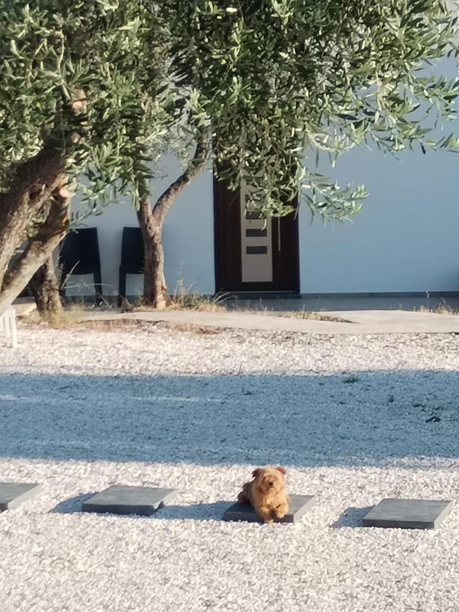 Farmhouse La Croisette - Agriturismo Dorgali Bagian luar foto