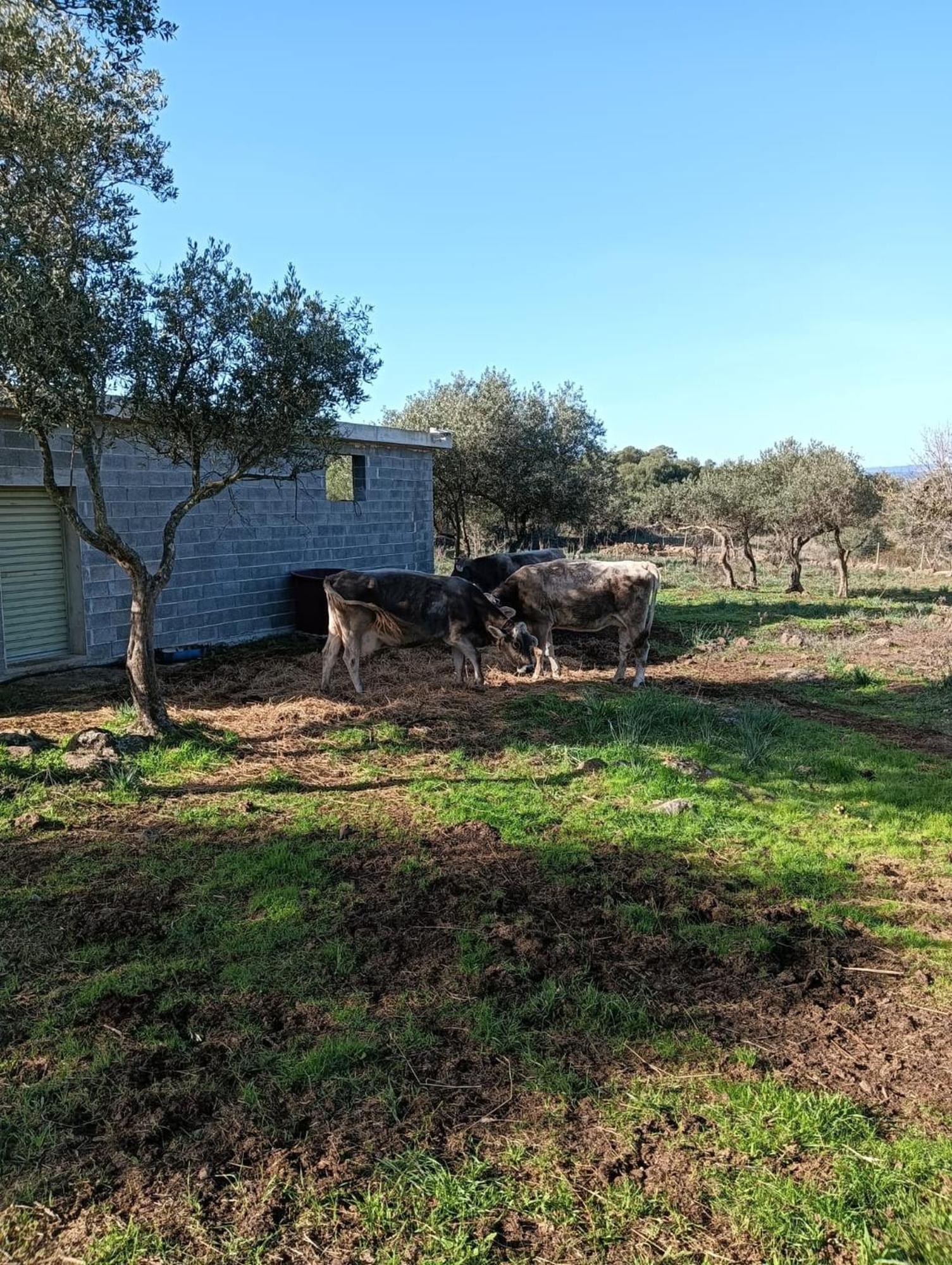 Farmhouse La Croisette - Agriturismo Dorgali Bagian luar foto