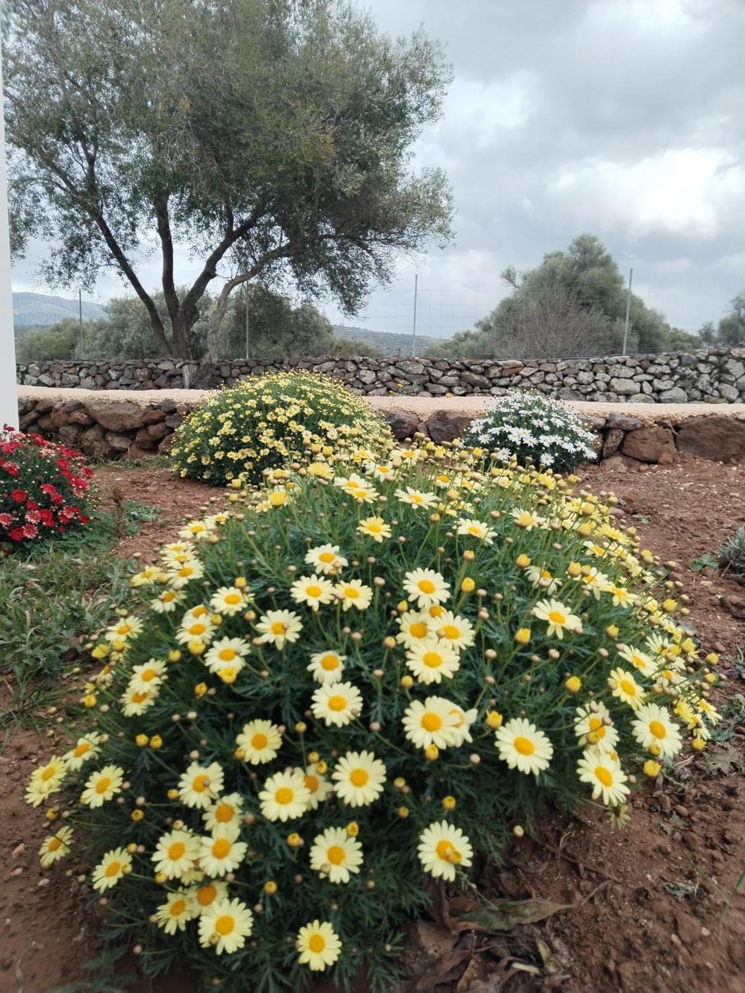 Farmhouse La Croisette - Agriturismo Dorgali Bagian luar foto